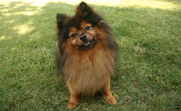 타이타닉에서 살아남은 포메라니안(Pomeranian)