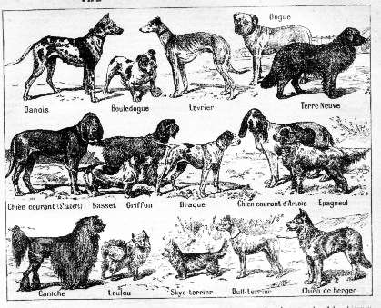 Dog_breeds,_Petit_Larousse,_1912