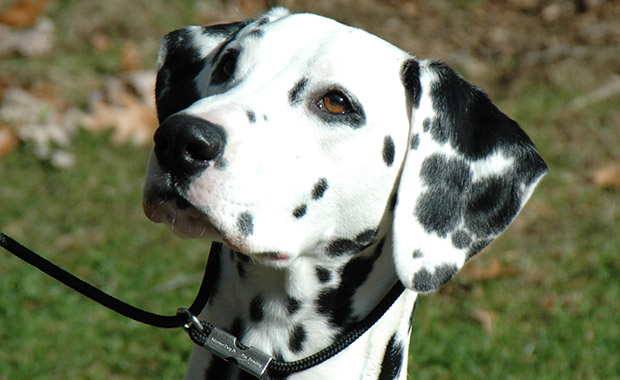 달마시안은 청각이 좋지 못한 강아지 입니다. 그들 중 30%는 하나 또는 두 개 모두의 귀가 들리지 않습니다.