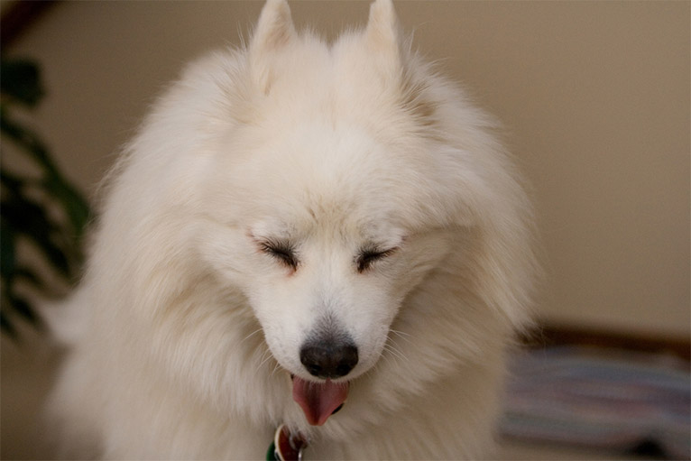 신비러운 미소 매력만점 사모예드~!