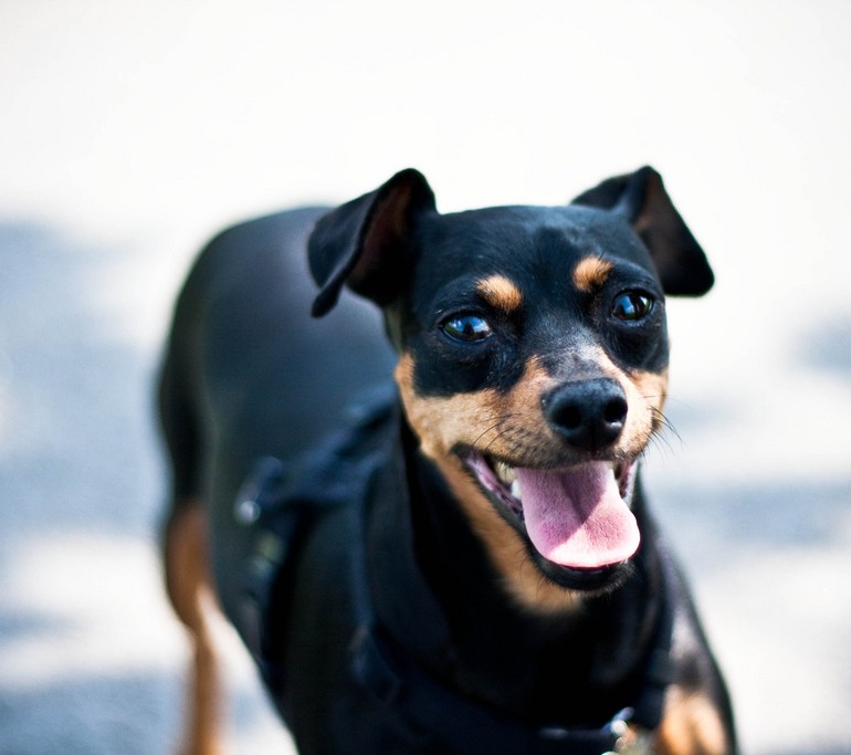 미니어처 핀셔 토이품종의 끝판왕 미니핀!