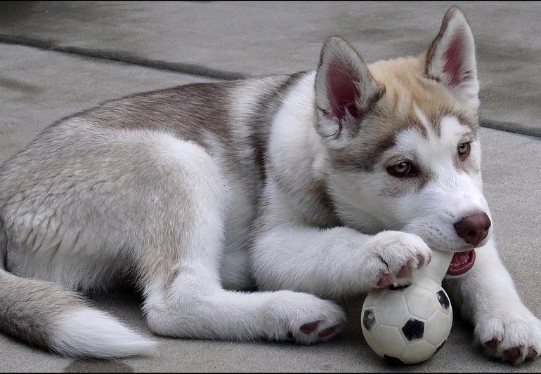 눈밭에서 같이 뛰어놀고 싶은 시베리안 허스키~