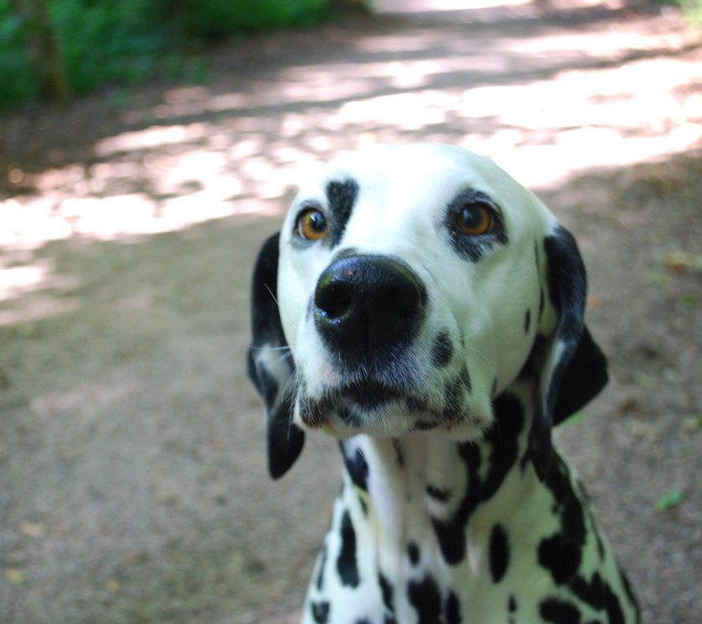 반점이 매력적인 달마시안!