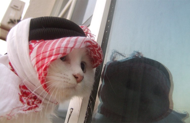 고양이 이야기